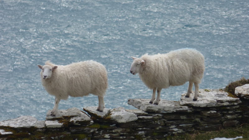 Bantry B&B stunning views sheep waterside